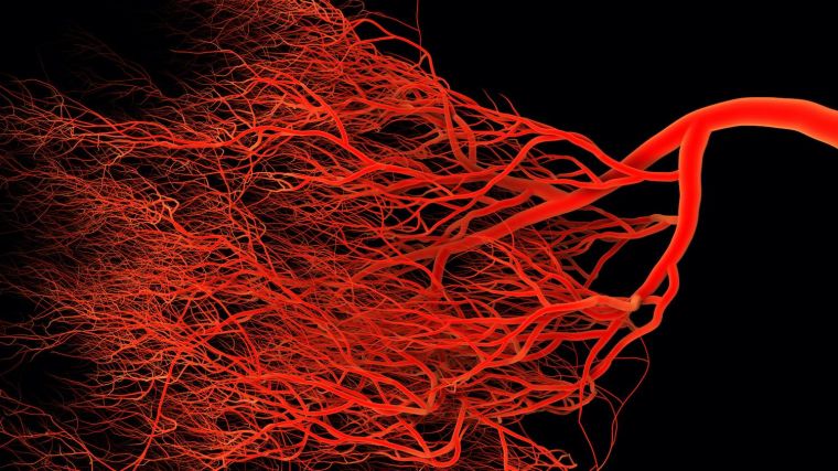 A network of blood vessels